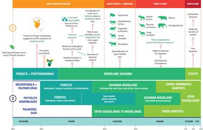 The Neogene Savannas of North America: A Retrospective Analysis on Artiodactyl Faunas